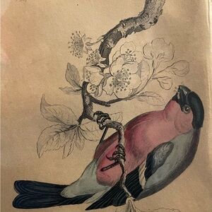 Group of Antique James Stewart / William Lizars Hand Colored Bird Engravings